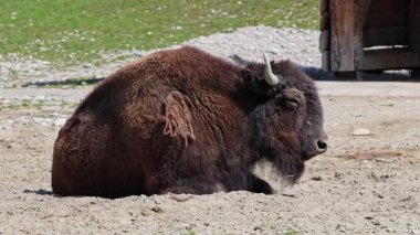 Bizon ya da bizon, bir zamanlar Kuzey Amerika 'da geniş sürüler halinde yaşayan bir bizon türüdür.. 
