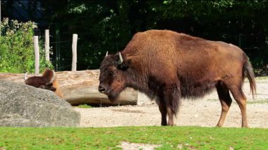 Bizon ya da bizon, bir zamanlar Kuzey Amerika 'da geniş sürüler halinde yaşayan bir bizon türüdür.. 