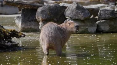 Capybara, Hydrochoerus hydrochaeris dünyadaki en büyük kemirgendir. En yakın akrabaları agouti, çinçilya, coyphillas ve kobaylardır. Güney Amerika 'ya özgü.. 