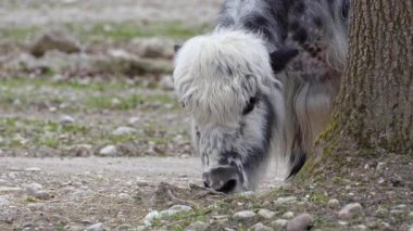 Yerli öküz Bos grunniens, Hindistan 'ın Himalaya bölgesinde, Tibet Platosu' nda ve Moğolistan ve Rusya 'nın kuzeyine kadar uzanan bölgede bulunan uzun tüylü bir sığırdır..