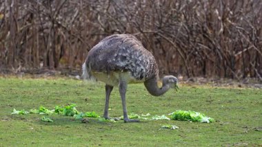 Darwin 'in Rhea' sı, Rhea pennata, daha az Rhea olarak da bilinir.