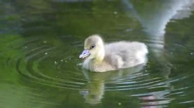 Anser anser, Anatidae familyasından bir kuş türü olan Anatidae familyasından bir kaz türü.