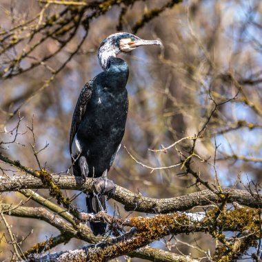 Kuzey yarımküre boyunca büyük siyah karabatak olarak bilinen büyük karabatak, Avustralya 'daki siyah karabatak ve Yeni Zelanda' nın daha güneyindeki siyah karabatak