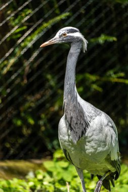Demokiselle Crane ve Anthropoides başak kuşları gün boyunca açık yeşil çayırlarda yaşarlar. Orta Avrupa 'da bulunan bir turna türüdür.