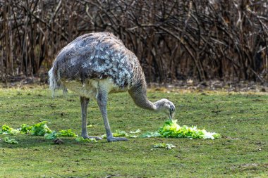 Darwin 'in Rhea' sı, Rhea pennata daha az Rhea olarak da bilinir. Büyük, uçamayan bir kuştur, fakat iki Rheas türünün en küçüğüdür..