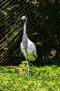 Demokiselle Crane ve Anthropoides başak kuşları gün boyunca açık yeşil çayırlarda yaşarlar. Orta Avrupa 'da bulunan bir turna türüdür.