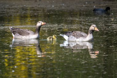 Küçük bebekleri olan gri lag kazları ailesi. Gri-lag kaz, Anser anser, Anatidae familyasından bir kaz türü.
