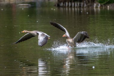 Anser anser, Anatidae familyasından Anatidae familyasından bir kaz türü. Burada havada uçuyor..
