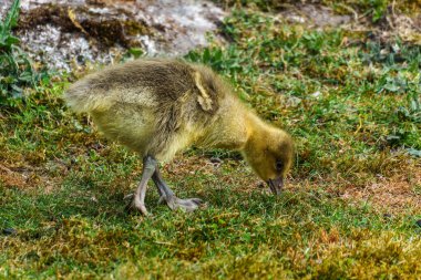 Anser anser, Anatidae familyasından bir kuş türü olan Anatidae familyasından bir kaz türü.