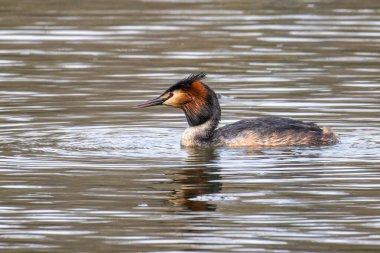 Great Crested Grebe, Podiceps kristali turuncu güzel renklerle, kırmızı gözlü bir su kuşu. Eski Dünya 'da bulunan en büyük aile üyesidir..