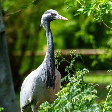 Demokiselle Crane ve Anthropoides başak kuşları gün boyunca açık yeşil çayırlarda yaşarlar. Orta Avrupa 'da bulunan bir turna türüdür.