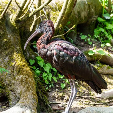 Parlak aynak, Plegadis falcinellus, Threskiornithidae familyasından bir kuş türü..