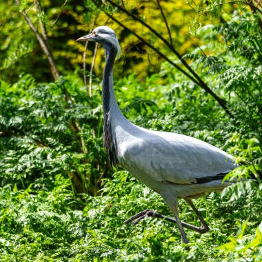 Demokiselle Crane ve Anthropoides başak kuşları gün boyunca açık yeşil çayırlarda yaşarlar. Orta Avrupa 'da bulunan bir turna türüdür.