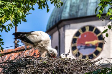 Beyaz leylek, ağustos böceği, Avrupa 'da Oettingen, Swabia, Bavyera, Almanya' da yuvada küçük bebekler. Ciconia ciconia leylek familyasından bir kuş türü. Tüyleri çoğunlukla beyazdır.