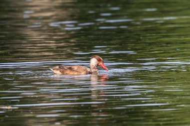 Kırmızı ibikli Pochard, Netta rufina büyük bir dalış ördeğidir. Burada Münih, Almanya 'da bir gölde yüzüyor.