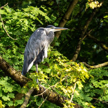 Gri balıkçıl, Ardea cinerea, büyük gri bir kuş ağaçta bir dalda oturuyor ve etrafa bakıyor, tüylü tüyler, büyük gagalı, başının arkasında uzun tüyler, vahşi doğadan bir sahne.