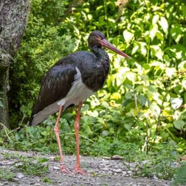 Kara leylek, Ciconia nigra leylek familyasından büyük bir kuş türü..