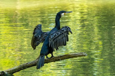 Kuzey yarımküre boyunca büyük siyah karabatak olarak bilinen büyük karabatak, Avustralya 'daki siyah karabatak ve Yeni Zelanda' nın daha güneyindeki siyah karabatak