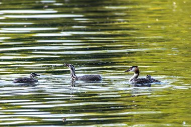 Great Crested Grebe ailesi, güzel turuncu renklere sahip Podiceps kristali, kırmızı gözlü bir su kuşu. Eski Dünya 'da bulunan en büyük aile üyesidir..