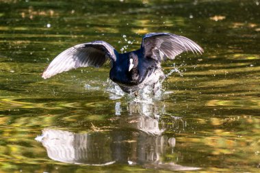 Avrasya yaban ördeği (