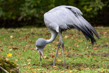 Grus paradisea, Güney Afrika 'ya özgü nesli tükenmekte olan bir kuş türü. Güney Afrika 'nın ulusal kuşudur.
