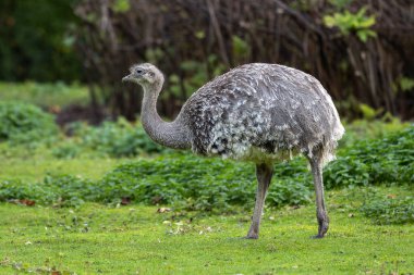 Darwin 'in Rhea' sı, Rhea pennata daha az Rhea olarak da bilinir. Büyük, uçamayan bir kuştur, fakat iki Rheas türünün en küçüğüdür..