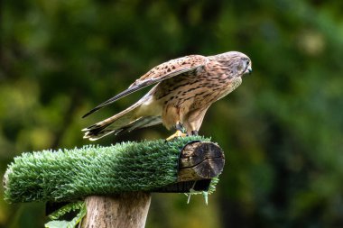 Falco tinnunculus, atmacagiller (Falconidae) familyasından bir kuş türü..