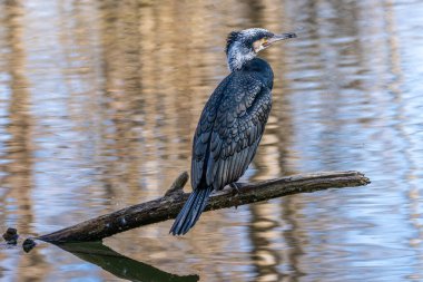 Kuzey yarımküre boyunca büyük siyah karabatak olarak bilinen büyük karabatak, Avustralya 'daki siyah karabatak ve Yeni Zelanda' nın daha güneyindeki siyah karabatak
