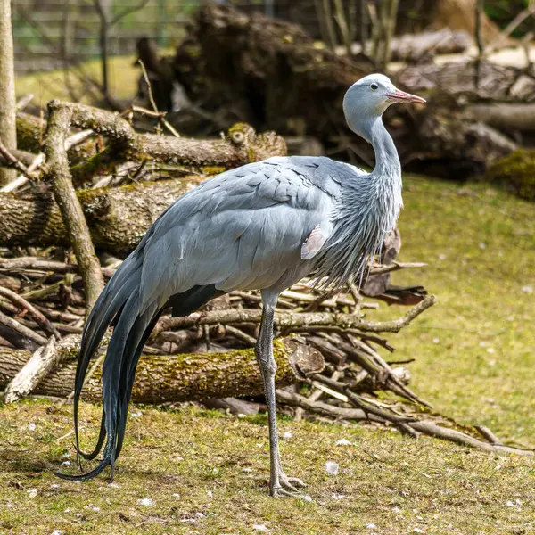 Grus paradisea, Güney Afrika 'ya özgü nesli tükenmekte olan bir kuş türü. Güney Afrika 'nın ulusal kuşudur.