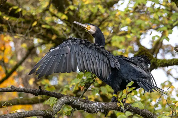 Kuzey yarımküre boyunca büyük siyah karabatak olarak bilinen büyük karabatak, Avustralya 'daki siyah karabatak ve Yeni Zelanda' nın daha güneyindeki siyah karabatak