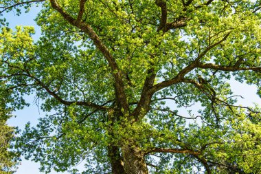 Dünya Ormanı 'nda yürüyüş yapan Weltwald, Bavyera, Almanya' da Münih yakınlarında Freising 'de. Kranzberger Ormanı 'nda dünyanın dört bir yanından ağaçlar toplanıyor.
