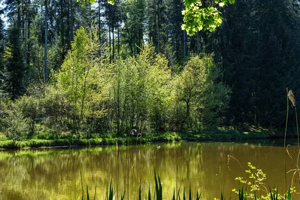 Dünya Ormanı 'nda yürüyüş yapan Weltwald, Bavyera, Almanya' da Münih yakınlarında Freising 'de. Kranzberger Ormanı 'nda dünyanın dört bir yanından ağaçlar toplanıyor.