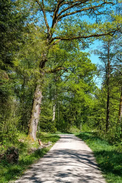 Dünya Ormanı 'nda yürüyüş yapan Weltwald, Bavyera, Almanya' da Münih yakınlarında Freising 'de. Kranzberger Ormanı 'nda dünyanın dört bir yanından ağaçlar toplanıyor.