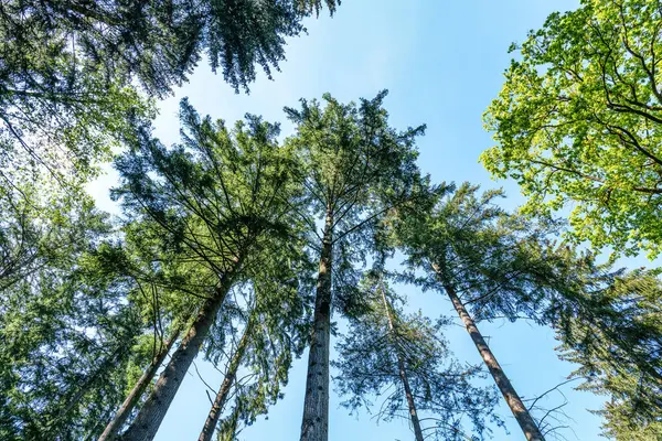 Dev Douglas köknarı, Dünya Ormanı 'nda Pseudotsuga menziesii ağaçları, Almanya' da Münih yakınlarında Weltwald in Freising..