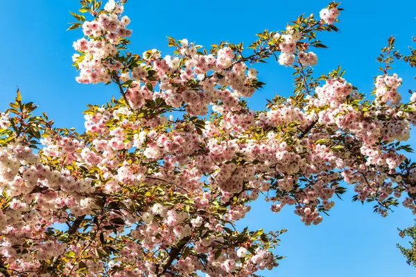 Japon kirazı, Prunus serrulata Dünya Ormanı 'nda çiçek açıyor, Almanya' nın Bavyera kentindeki Münih yakınlarında Weltwald in Freising.