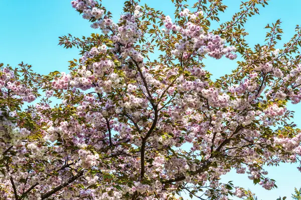 Japon kirazı, Prunus serrulata Dünya Ormanı 'nda çiçek açıyor, Almanya' nın Bavyera kentindeki Münih yakınlarında Weltwald in Freising.