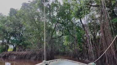 Igarape do Urubu Nehri, Delta das Canarias, Ilha das Canarias, Brezilya 'da tekne gezisi. Amazon yağmur ormanları. Güney Amerika
