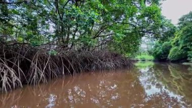 Igarape do Urubu Nehri, Delta das Canarias, Ilha das Canarias, Brezilya 'da tekne gezisi. Amazon yağmur ormanları. Güney Amerika