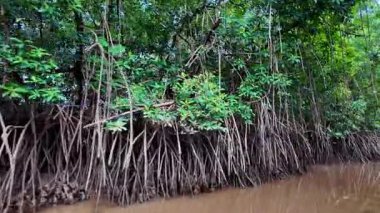 Igarape do Urubu Nehri, Delta das Canarias, Ilha das Canarias, Brezilya 'da tekne gezisi. Amazon yağmur ormanları. Güney Amerika