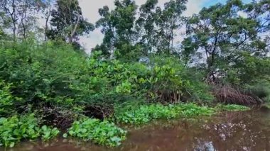 Igarape do Urubu Nehri, Delta das Canarias, Ilha das Canarias, Brezilya 'da tekne gezisi. Amazon yağmur ormanları. Güney Amerika