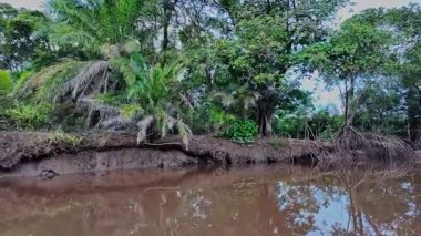 Igarape do Urubu Nehri, Delta das Canarias, Ilha das Canarias, Brezilya 'da tekne gezisi. Amazon yağmur ormanları. Güney Amerika