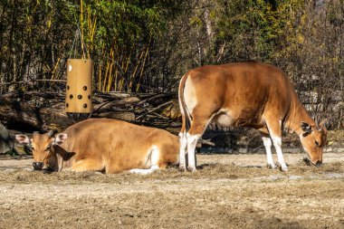 Banteng, Bos javanicus veya Red Bull. Vahşi bir sığır türüdür ama sığır ve bizondan farklı kilit özellikler vardır: hem erkek hem de dişilerde beyaz bir şerit..
