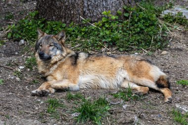 Kurt, gri kurt ya da kereste kurdu olarak da bilinen, Avrasya ve Kuzey Amerika 'nın vahşi ve uzak bölgelerinde yaşayan bir köpek türüdür..