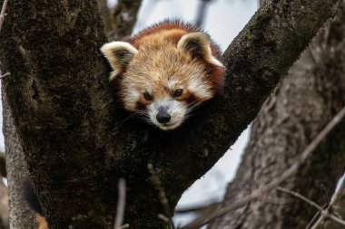 Kırmızı panda, Ailurus fulgens, daha küçük panda ve kırmızı kedi ayı olarak da bilinir..