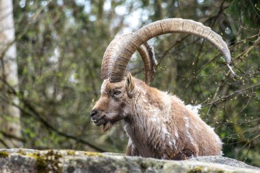 Erkek dağ keçisi - Avrupa Alplerinde yaşayan bir kayanın üzerindeki kapra dağ keçisi