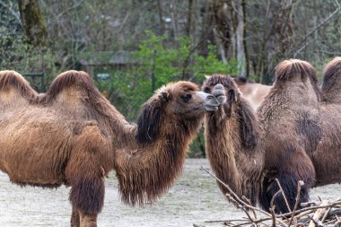 Bactrian develeri (Camelus bactrianus), Orta Asya 'nın bozkırlarına özgü büyük, tek ayak parmaklı bir bakteridir. Bactrian devesinin sırtında iki hörgücü vardır.