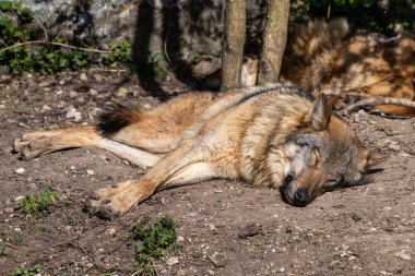 Kurt, gri kurt ya da kereste kurdu olarak da bilinen, Avrasya ve Kuzey Amerika 'nın vahşi ve uzak bölgelerinde yaşayan bir köpek türüdür..