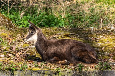 Apennine Chamois, Rupicapra pyrenaica ornata, İtalya 'daki Abruzzo-Lazio-Molise Ulusal Parkı ve İspanya' daki Pireneler 'de yaşamaktadır.