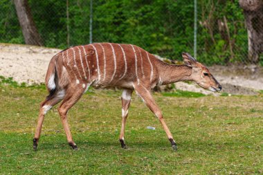Nyala, Tragelaphus angasii Güney Afrika 'ya özgü spiral boynuzlu bir antiloptur. Bovidae familyasından ve Nyala familyasından, Tragelaphus familyasından bir türdür..