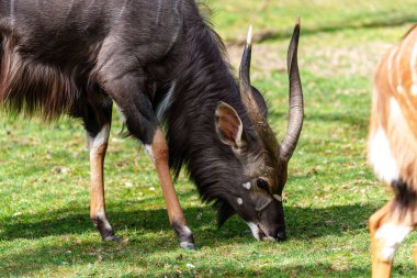 Nyala, Tragelaphus angasii Güney Afrika 'ya özgü spiral boynuzlu bir antiloptur. Bovidae familyasından ve Nyala familyasından, Tragelaphus familyasından bir türdür..